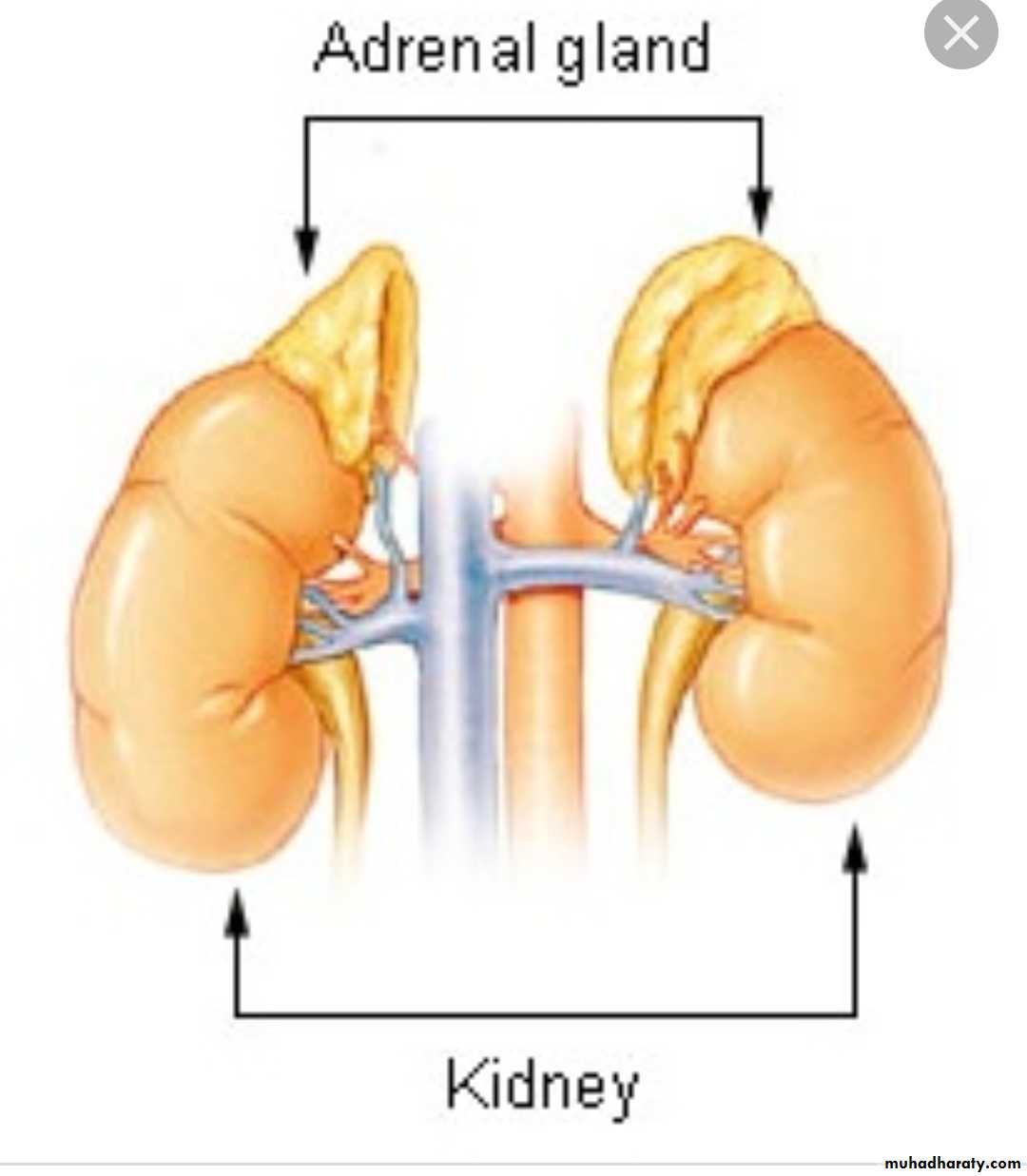 Adrenal Gland