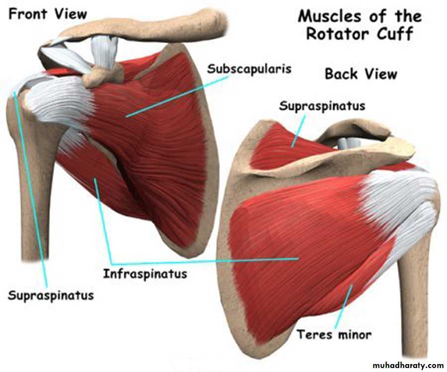 Shoulder disorders