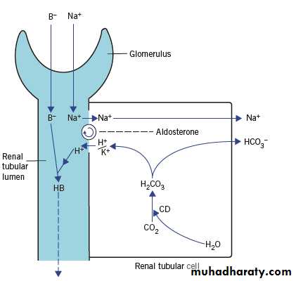 Potassium Metabolism