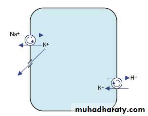 Potassium Metabolism