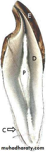 Preparation of Histological slides