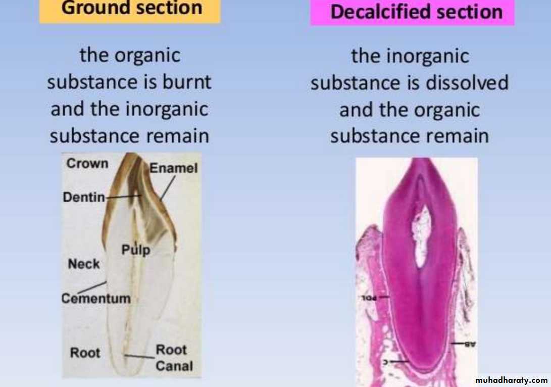 Preparation of Histological slides