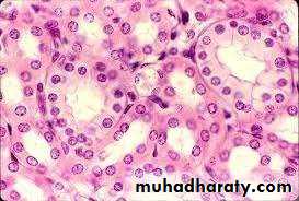 Preparation of Histological slides