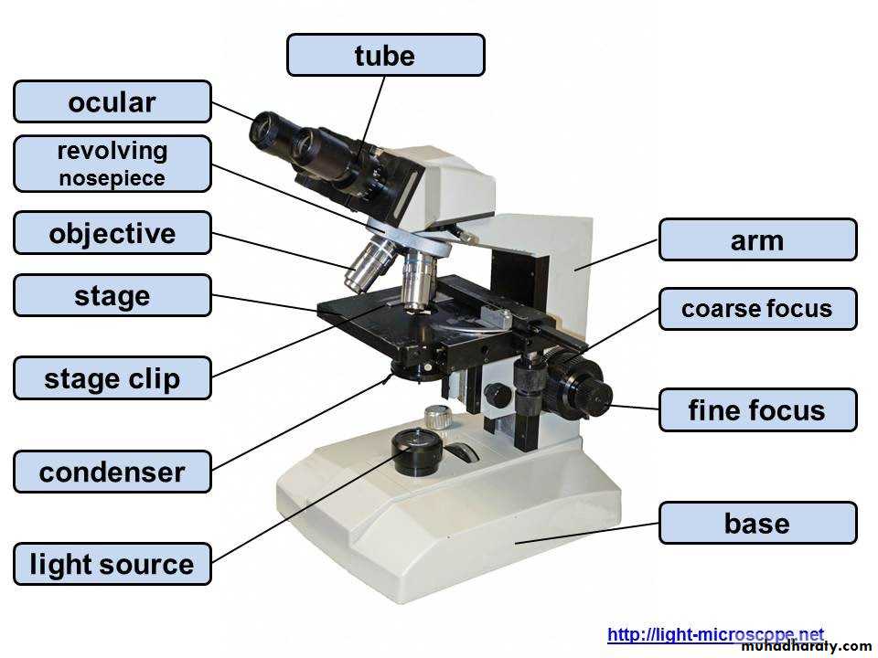 Preparation of Histological slides