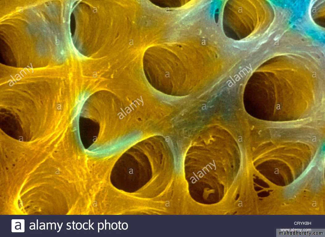 Preparation of Histological slides