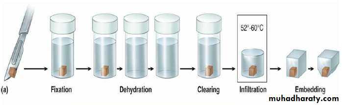Preparation of Histological slides