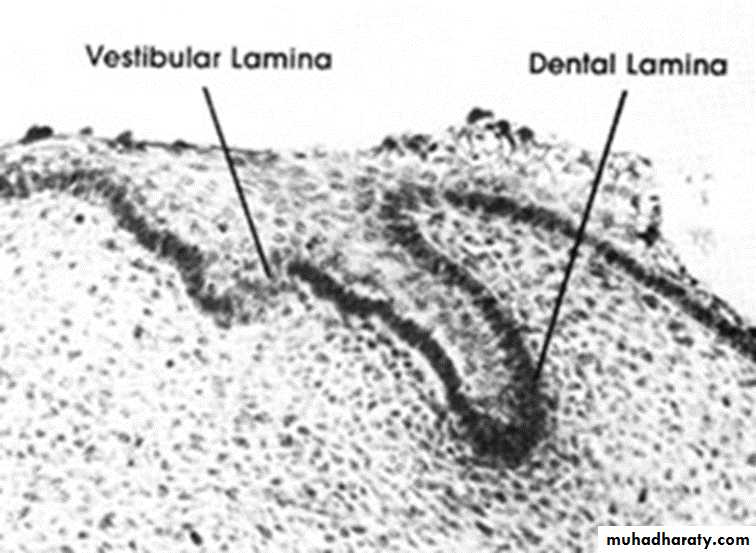 Tooth Development