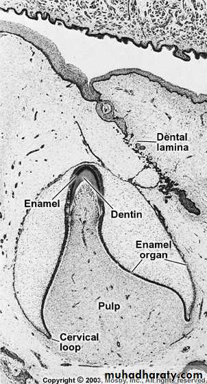 Tooth Development