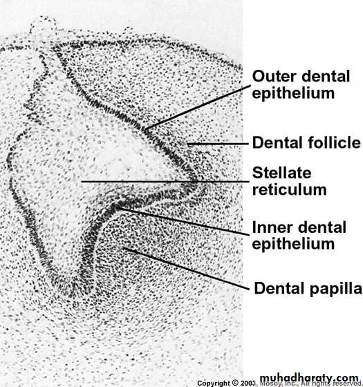 Tooth Development