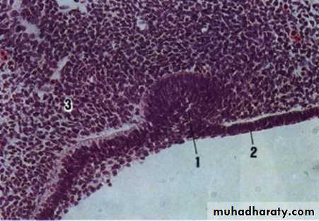 Tooth Development