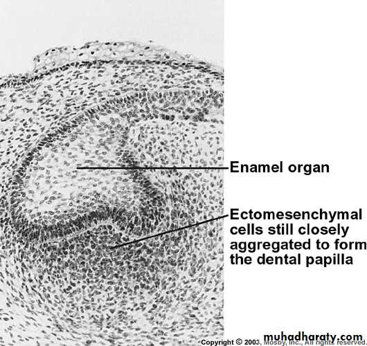 Tooth Development