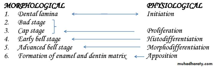 Development tooth disorders