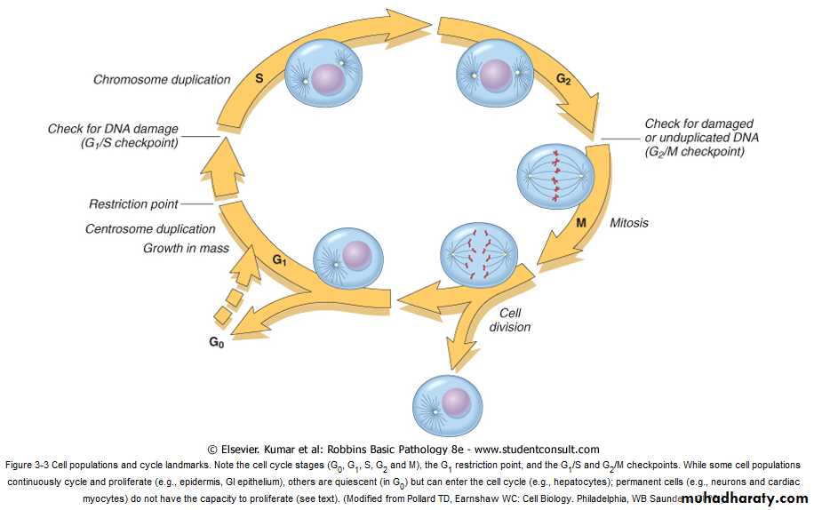 Tissue repair