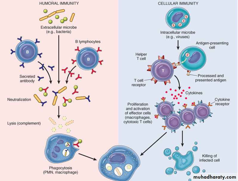 Disease of immunity system