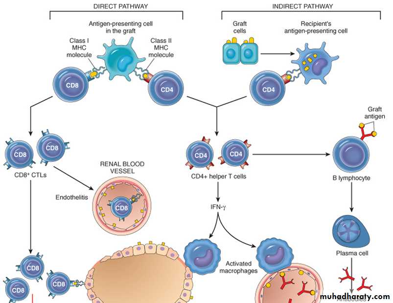 Disease of immunity system
