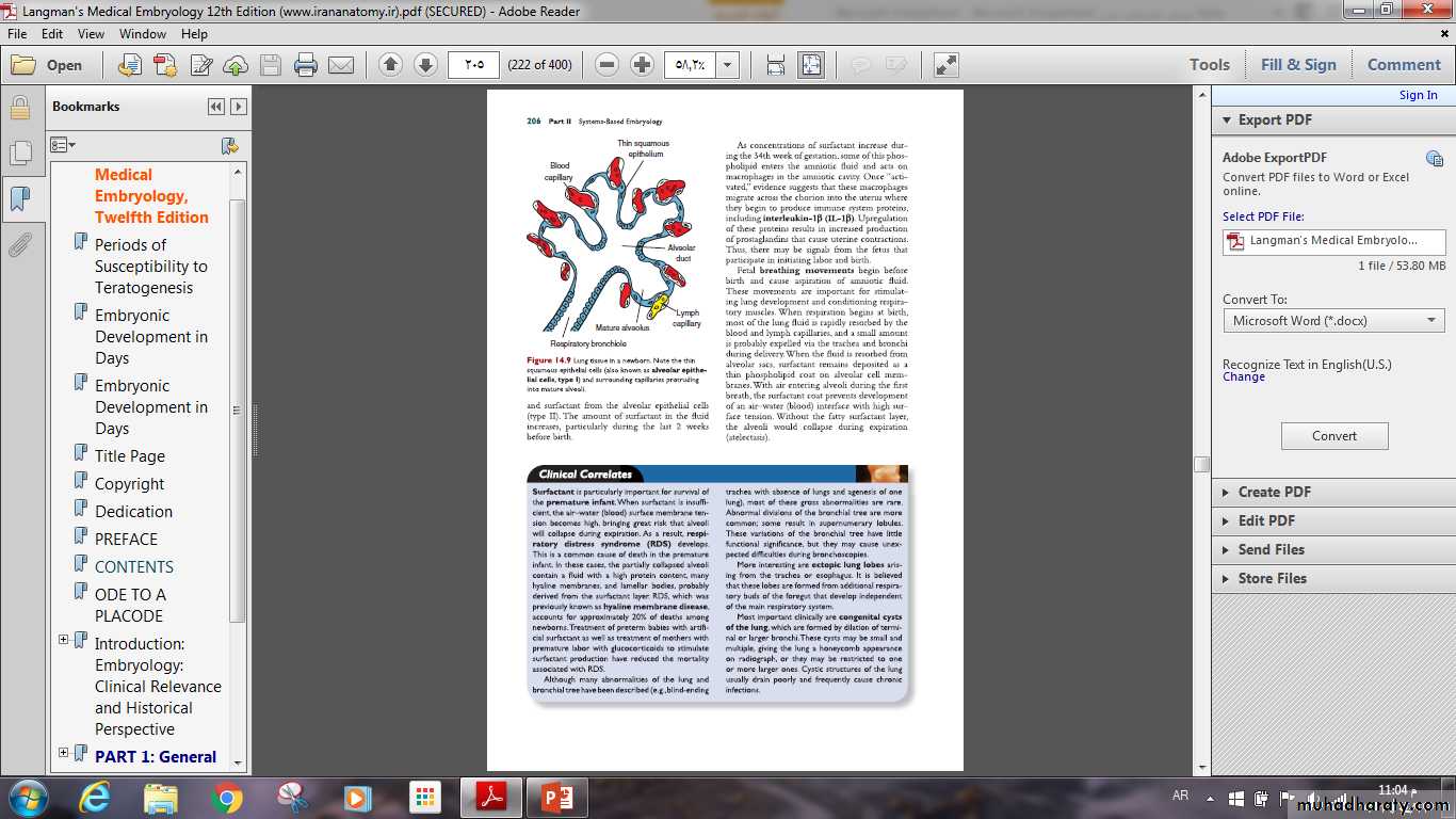 Respiratory system