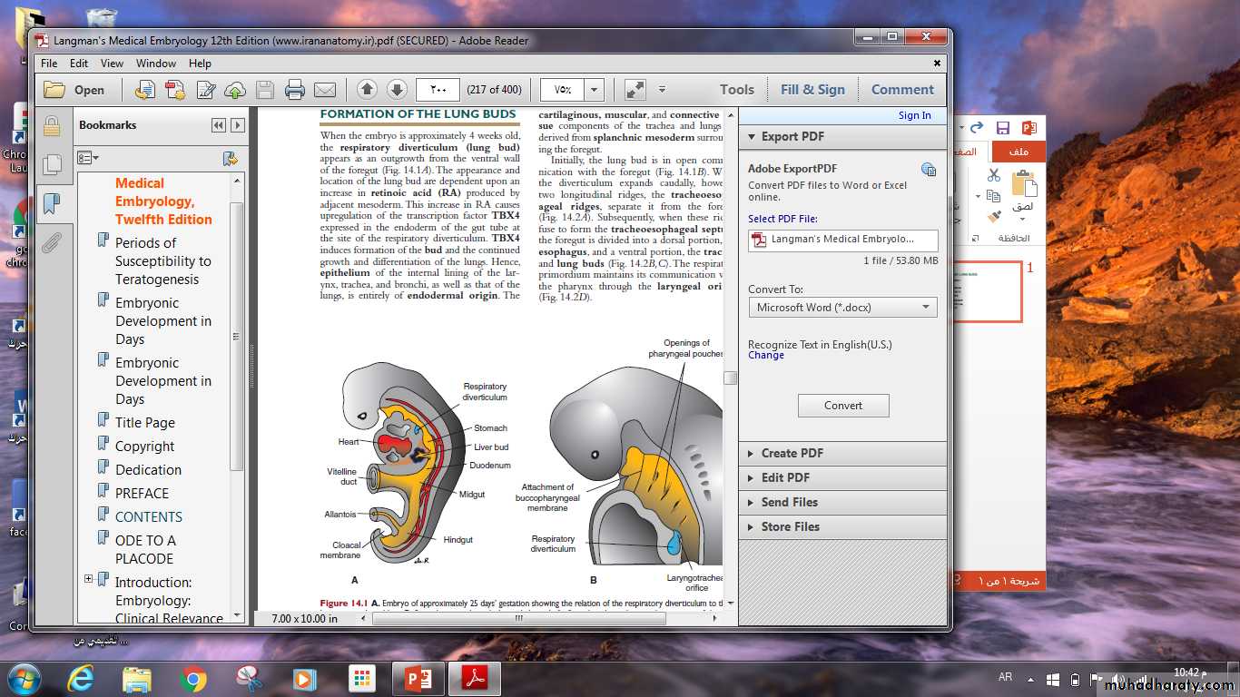 Respiratory system