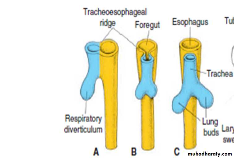 Respiratory system