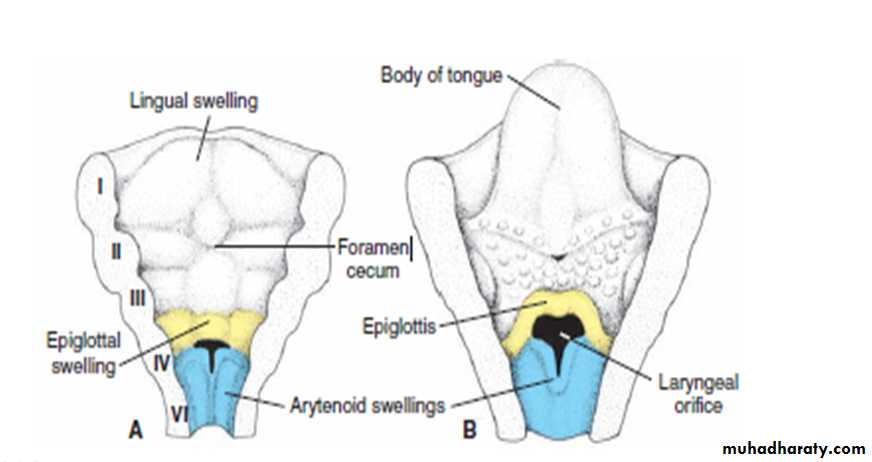Respiratory system