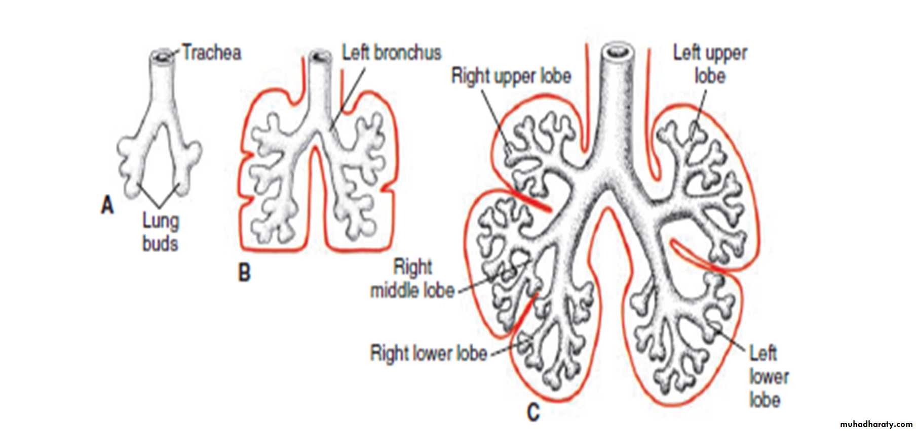 Respiratory system