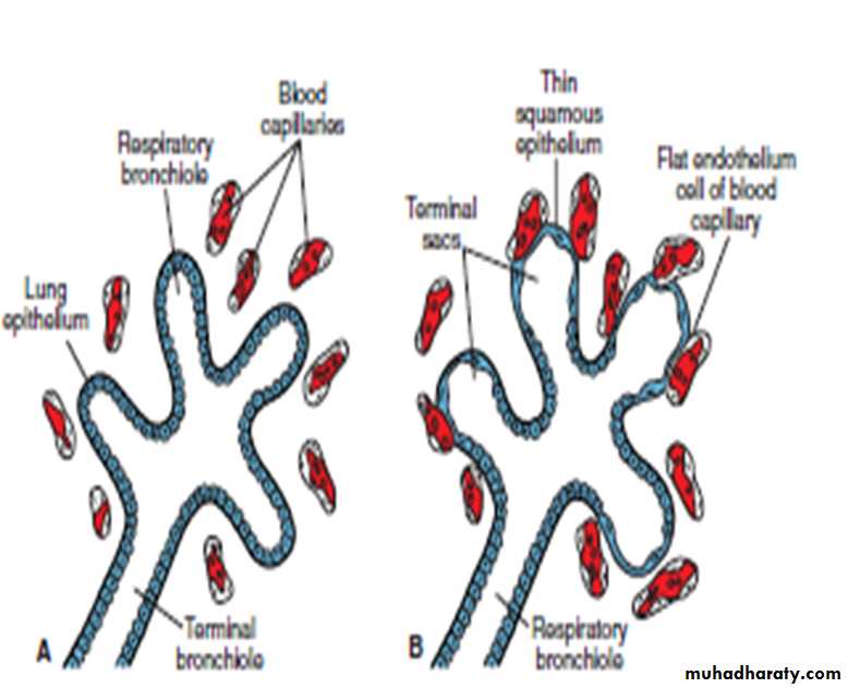 Respiratory system