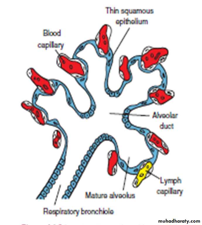 Respiratory system