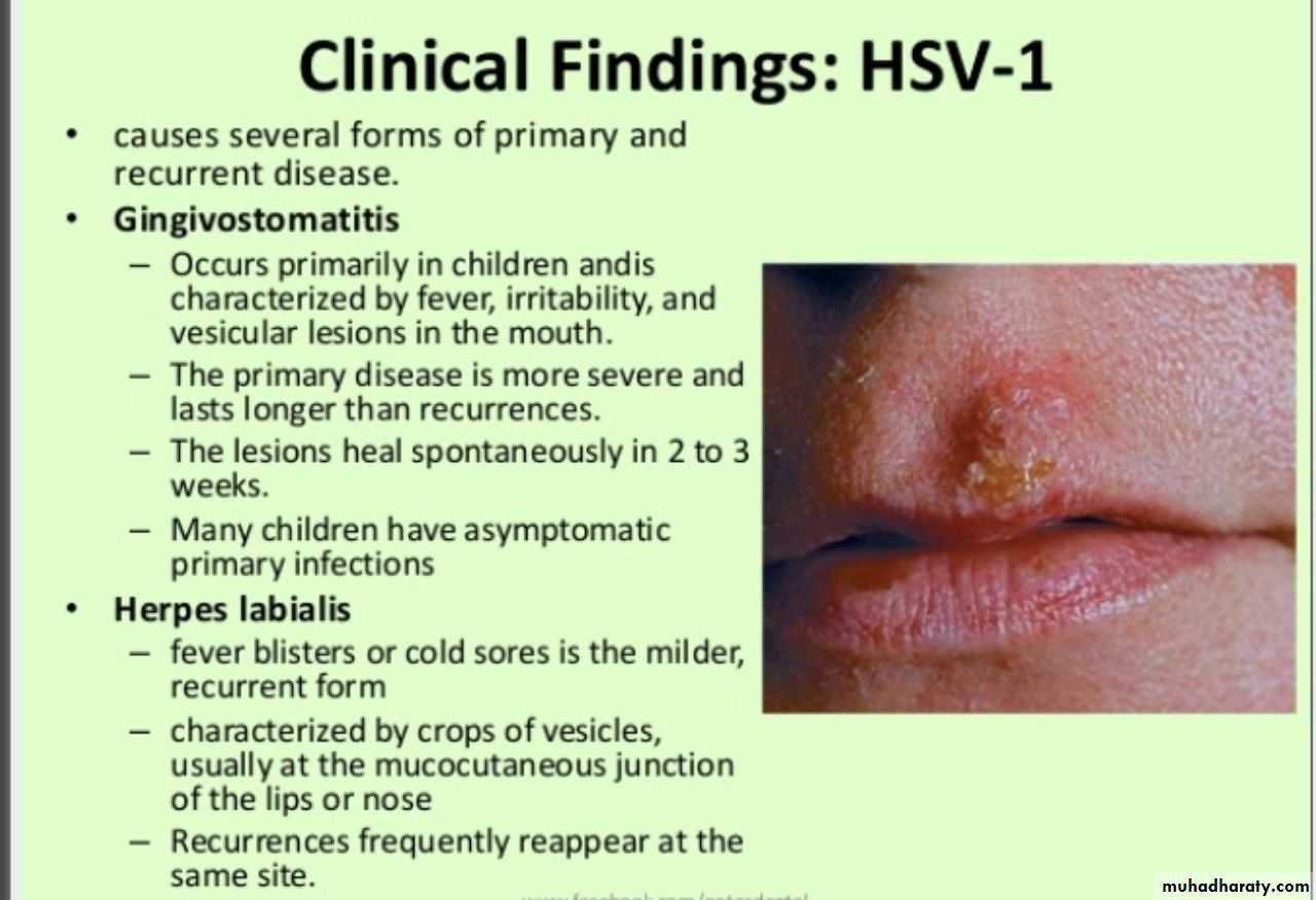Herpesviruses