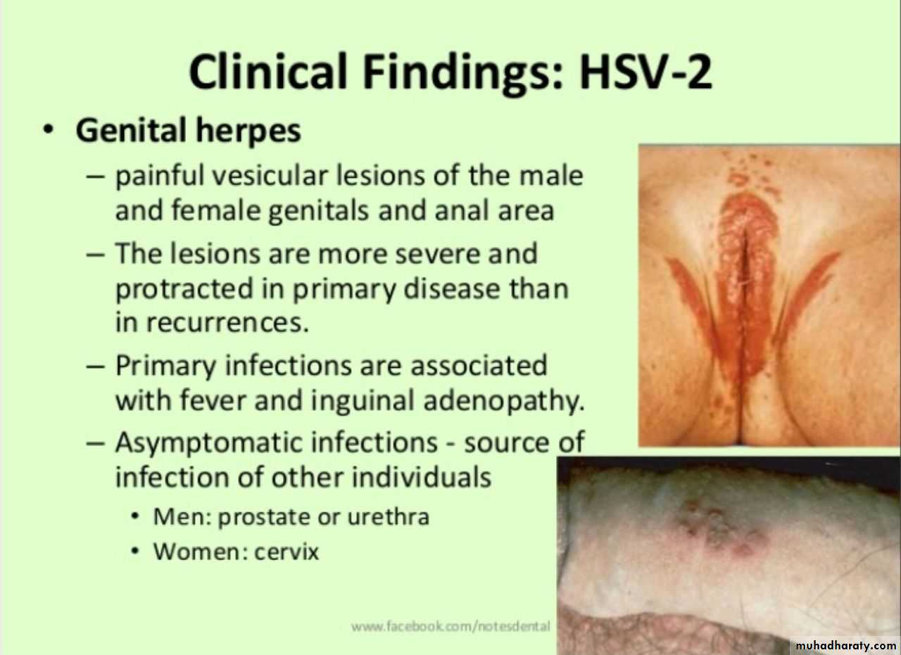 Herpesviruses