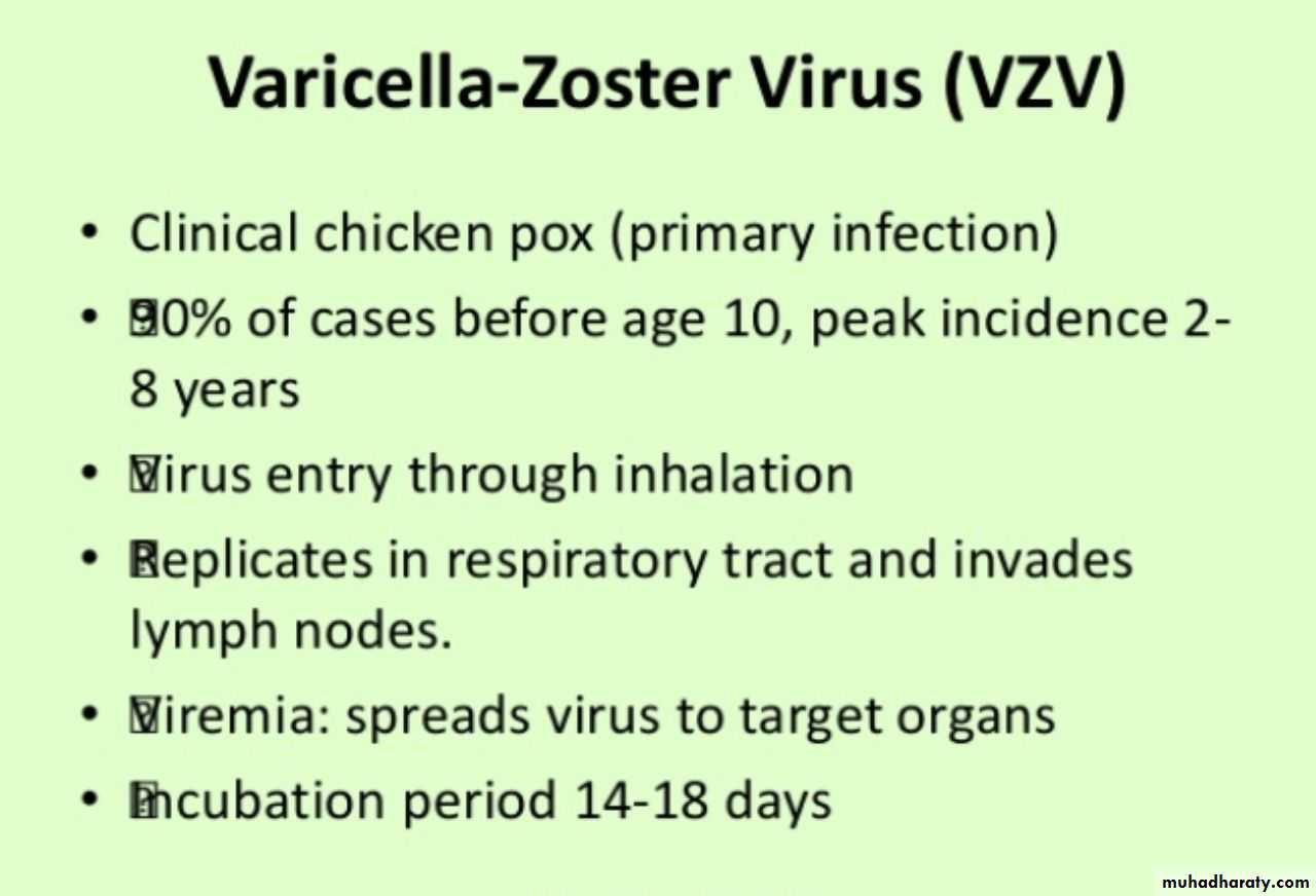 Herpesviruses