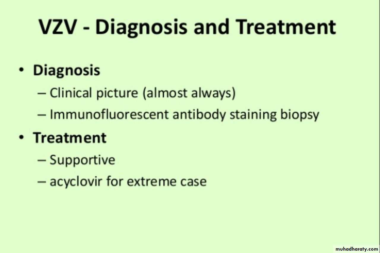 Herpesviruses