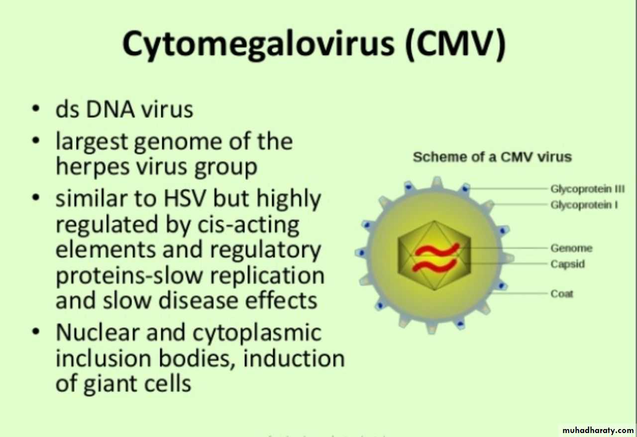 Herpesviruses