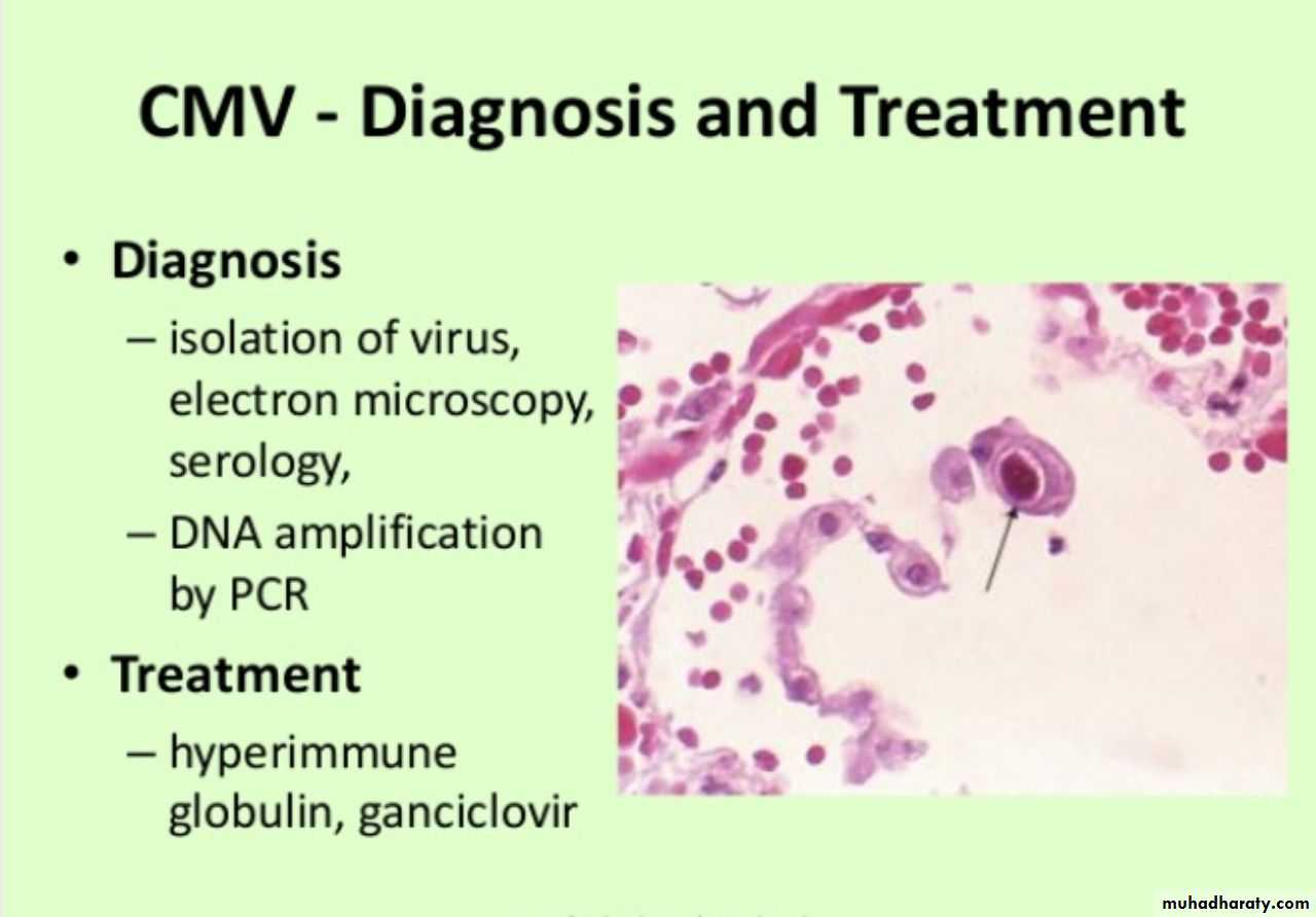 Herpesviruses