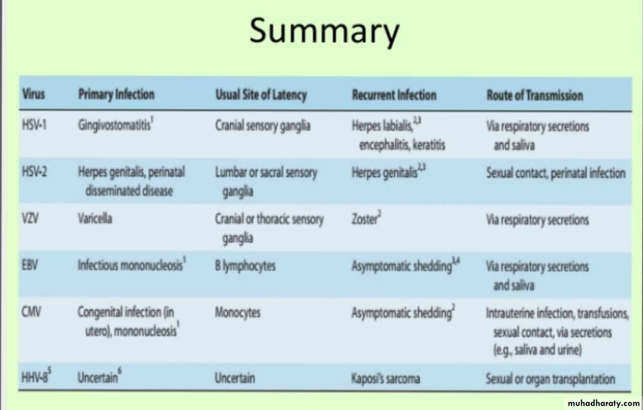 Herpesviruses