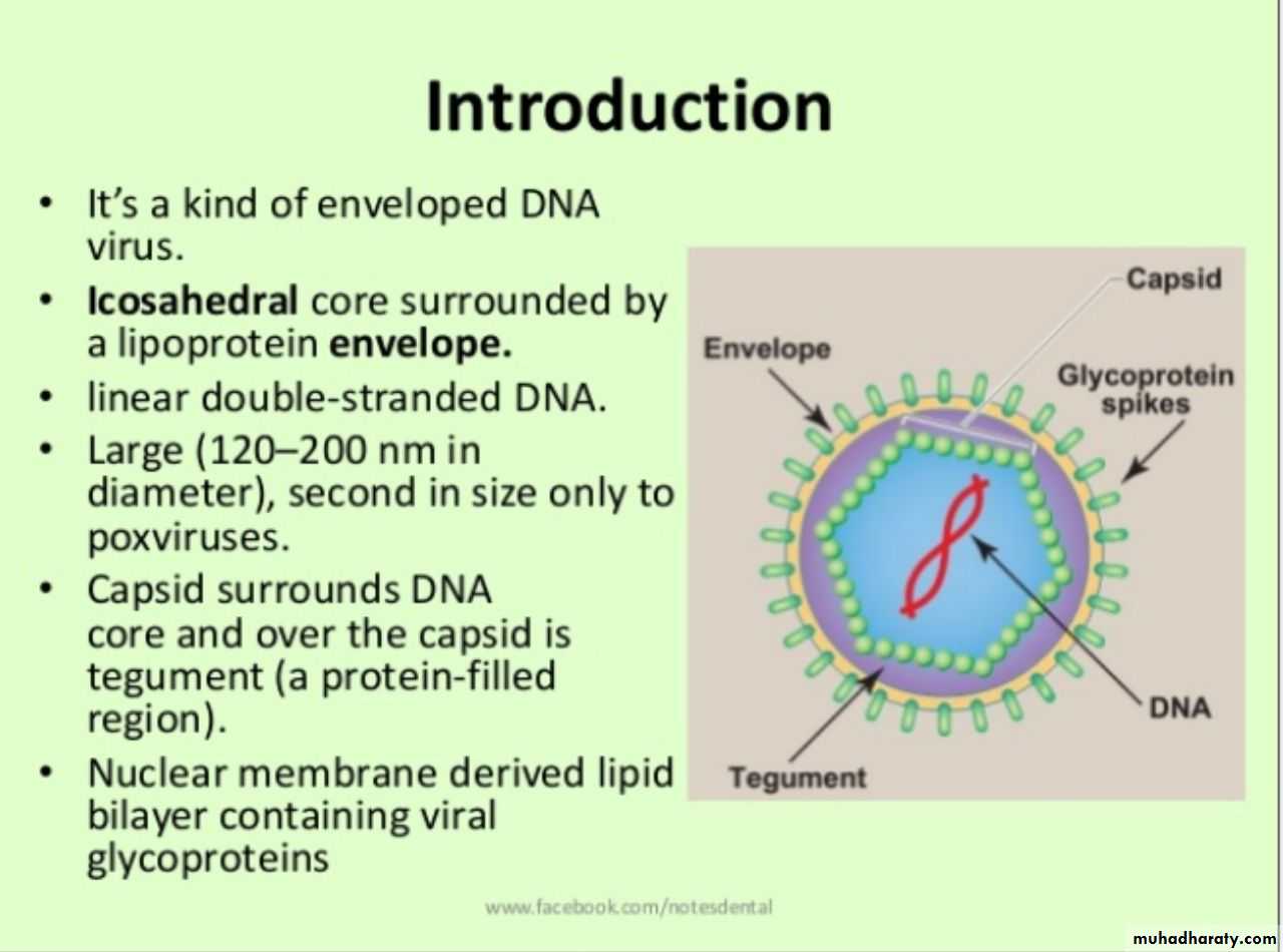 Herpesviruses