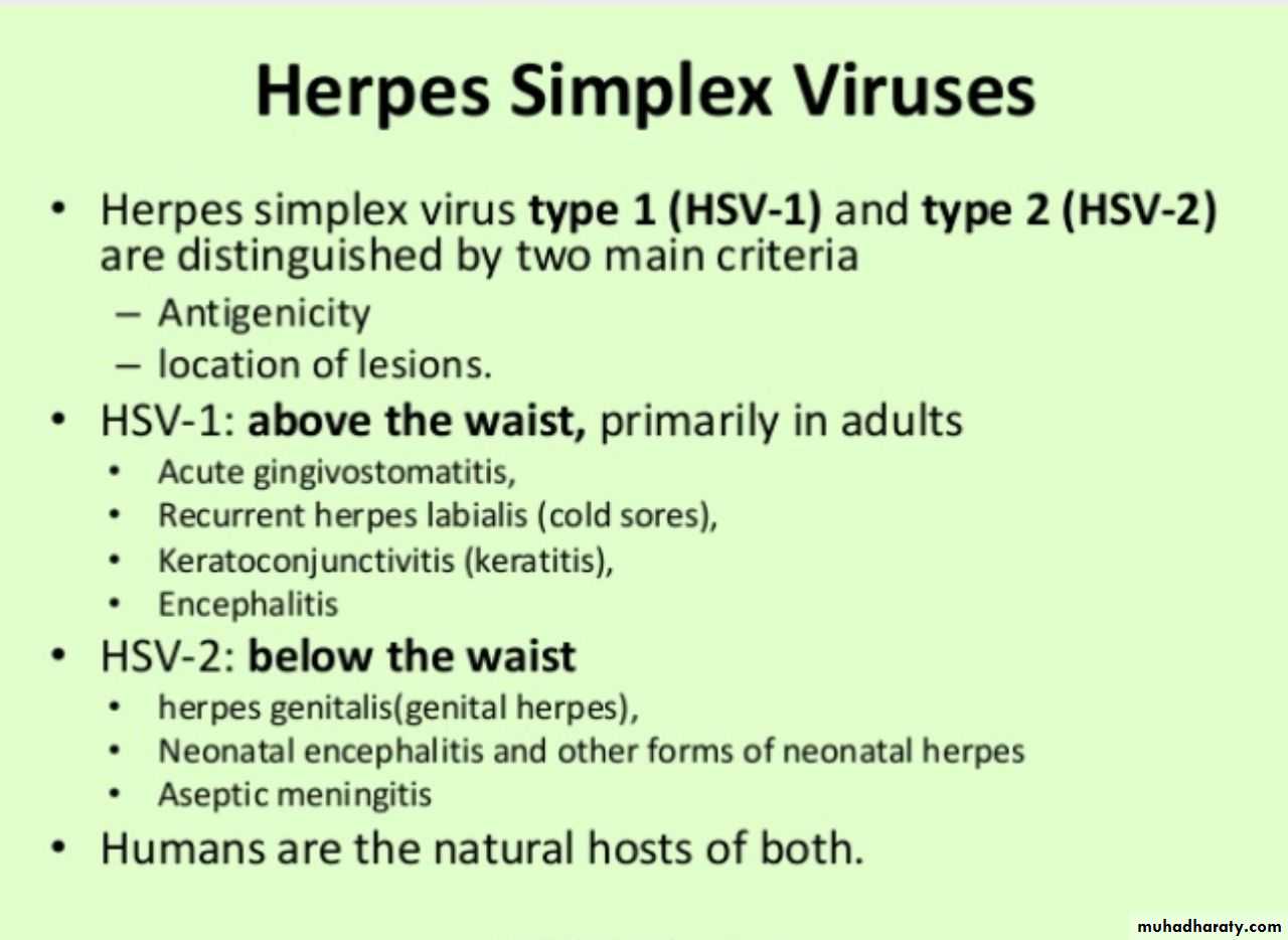 Herpesviruses