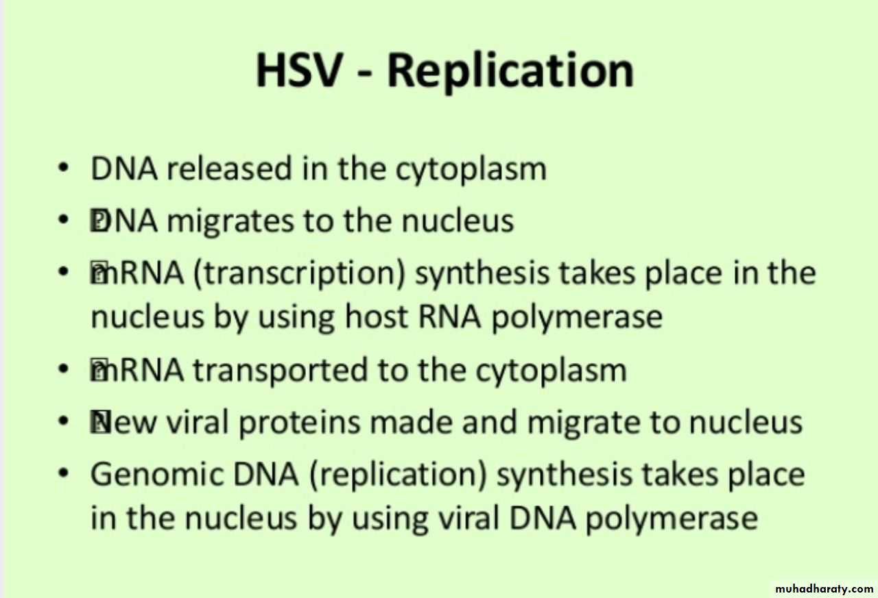 Herpesviruses
