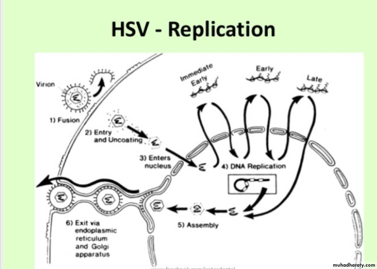 Herpesviruses