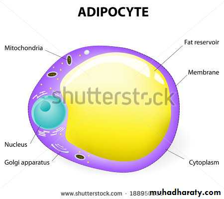 Connective tissue