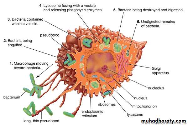 Connective tissue