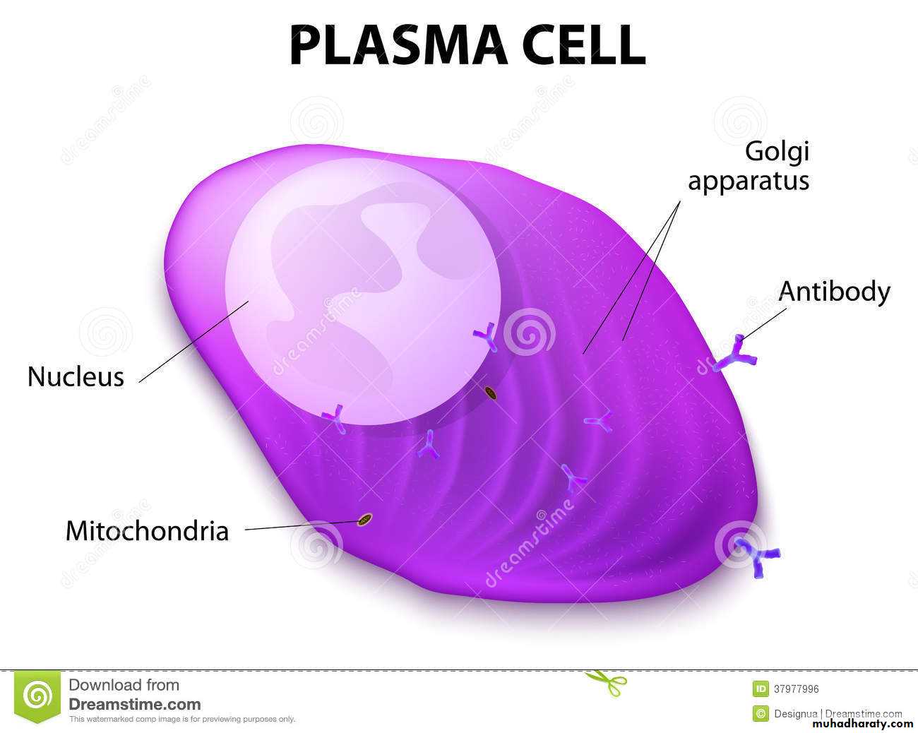 Connective tissue