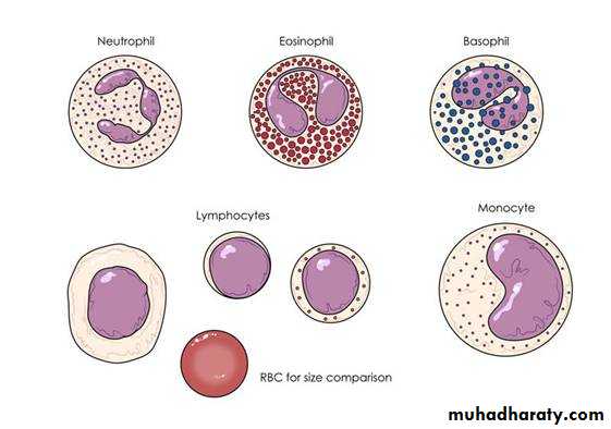 Connective tissue