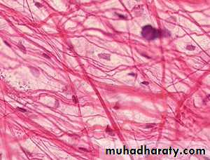Connective tissue