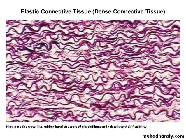 Connective tissue