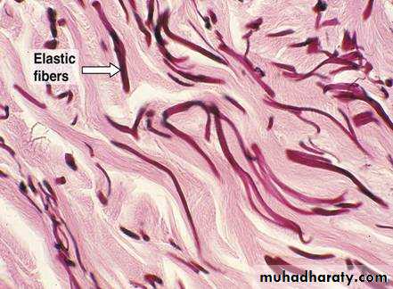 Connective tissue