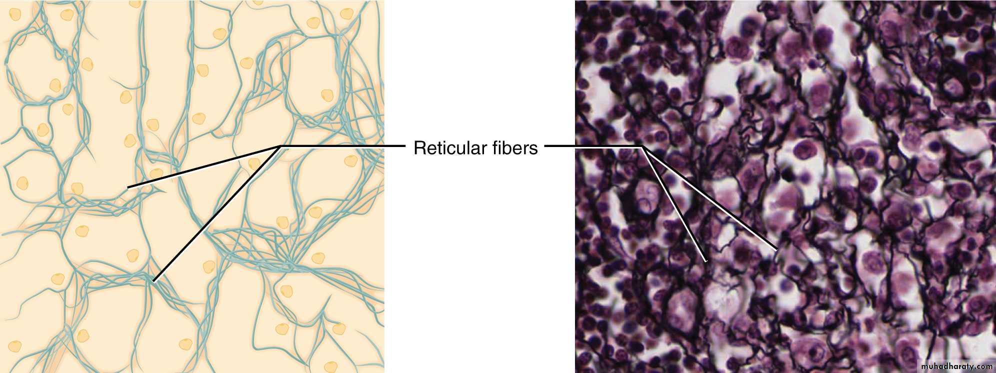 Connective tissue