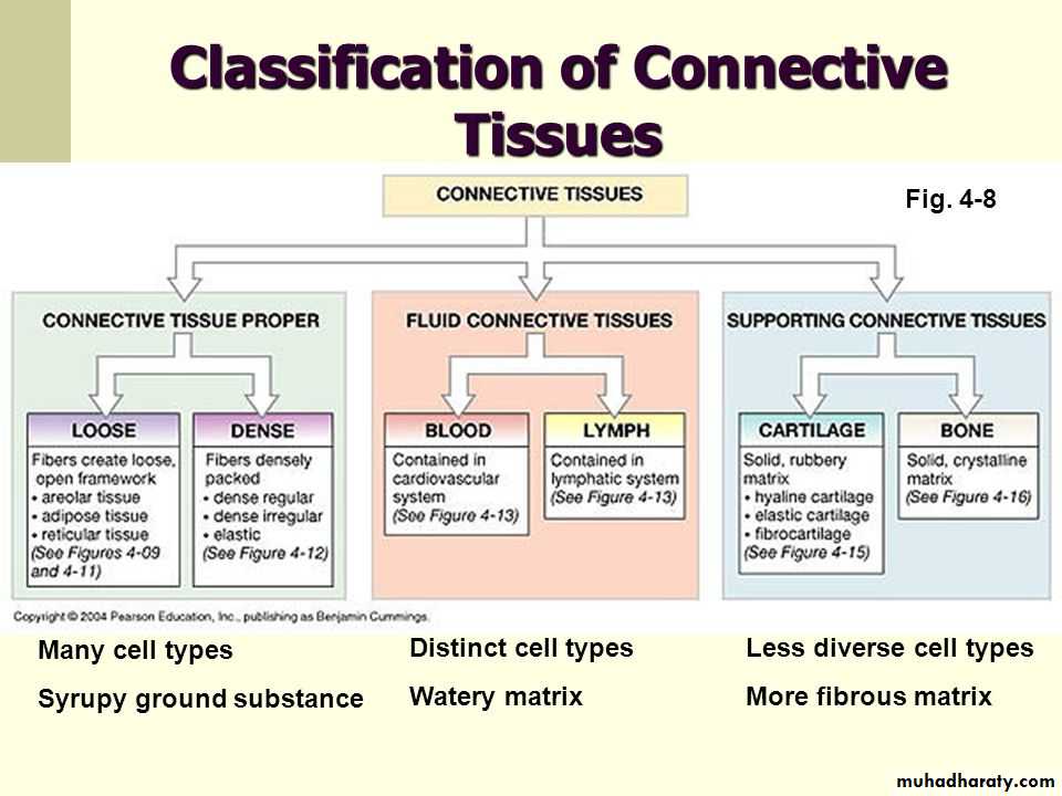 Connective tissue