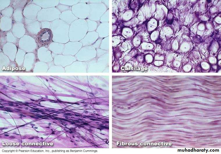 Connective tissue