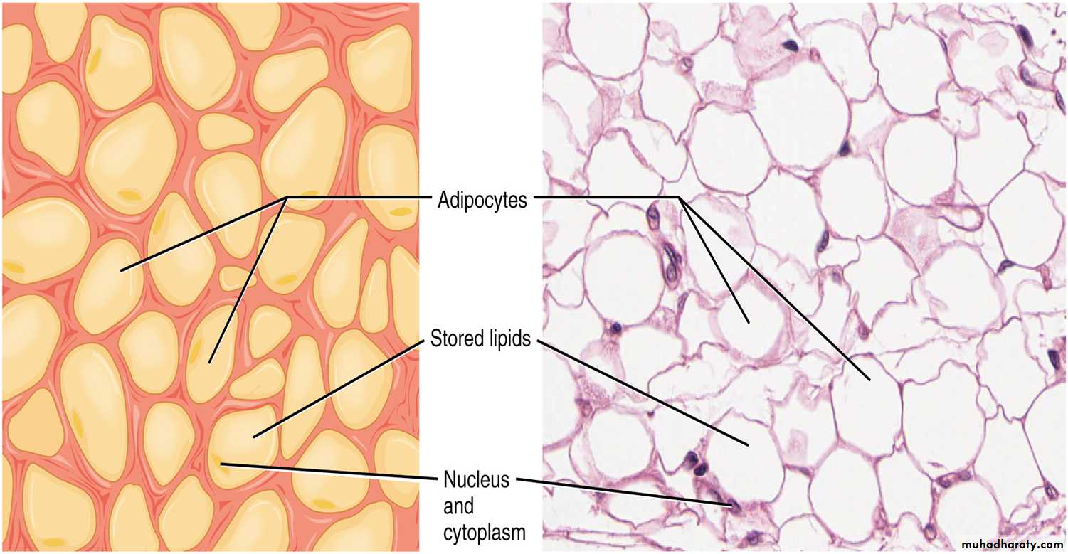 Connective tissue