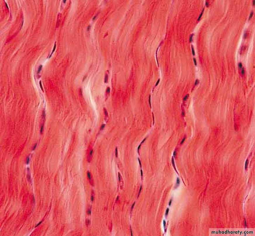Connective tissue