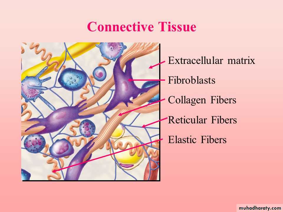 Connective tissue